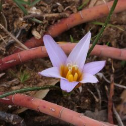Romulea gr. bulbocodium