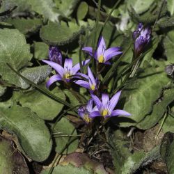 Romulea maroccana