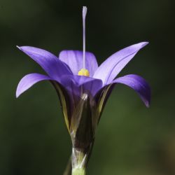 Iridaceae