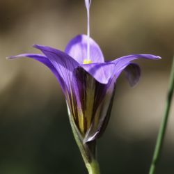 Romulea maroccana