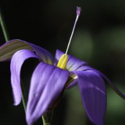 Romulea maroccana