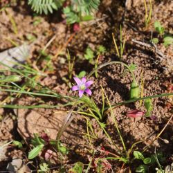 Romulea ramiflora subsp. gaditana