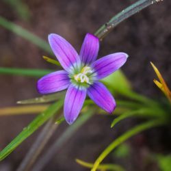 Romulea ramiflora subsp. gaditana