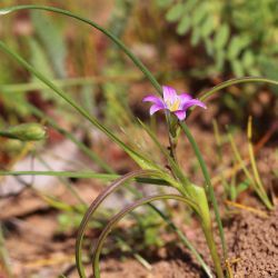 Romulea ramiflora subsp. gaditana