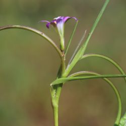 Romulea ramiflora subsp. gaditana