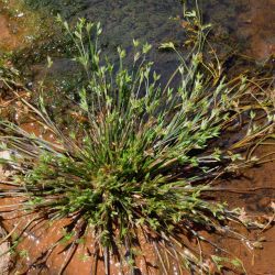 Juncus bufonius