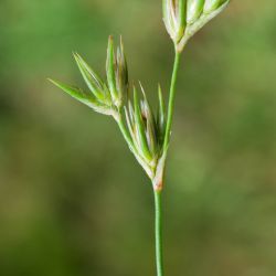 Juncus bufonius