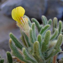 Ajuga iva