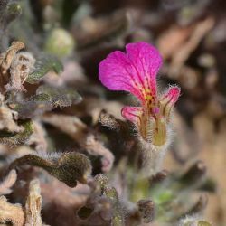 Ajuga iva