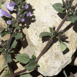 Clinopodium alpinum subsp. meridionale