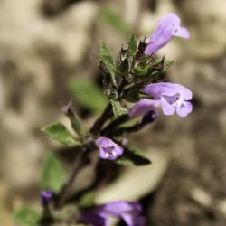 Clinopodium alpinum subsp. meridionale