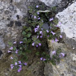 Clinopodium alpinum subsp. meridionale