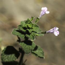 Clinopodium nepeta