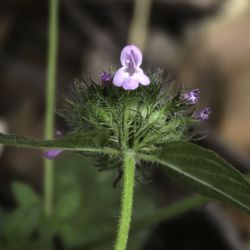 Clinopodium vulgare