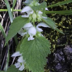 Lamium flexuosum