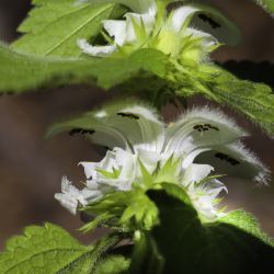 Lamium flexuosum