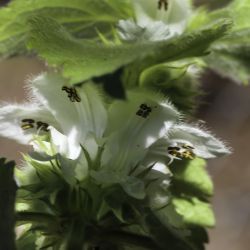 Lamium flexuosum