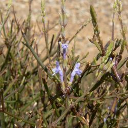 Lavandula coronopifolia