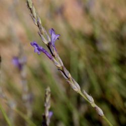 Lavandula coronopifolia