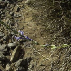 Lavandula coronopifolia