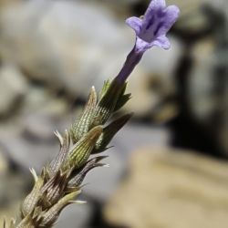 Lavandula coronopifolia