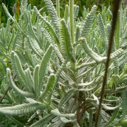 Lavandula dentata