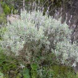 Lavandula dentata