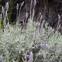 Lavandula dentata