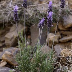 Lavandula dentata