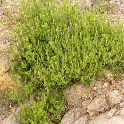 Lavandula mairei