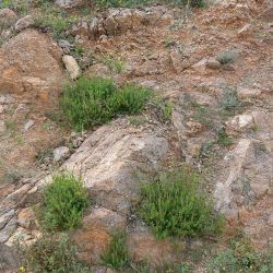 Lavandula mairei