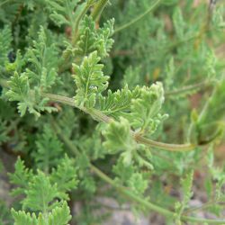 Lavandula mairei