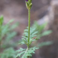 Lavandula mairei