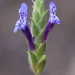 Lavandula mairei