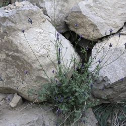 Lavandula maroccana