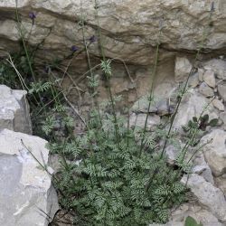 Lavandula maroccana