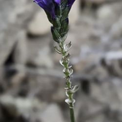 Lavandula maroccana