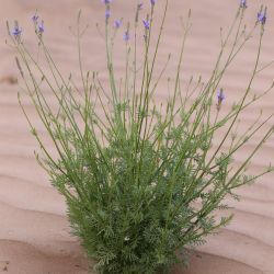Lavandula maroccana