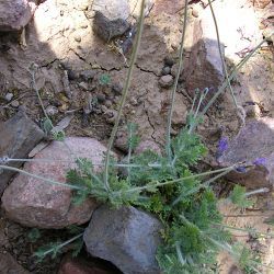 Lavandula multifida