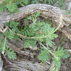 Lavandula multifida