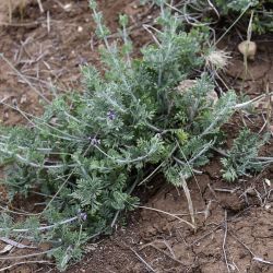 Lavandula multifida