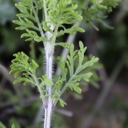 Lavandula multifida