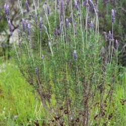 Lavandula pedunculata subsp. atlantica