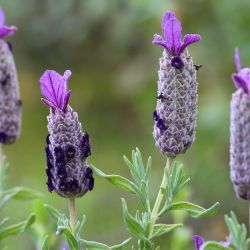 Lavandula pedunculata subsp. atlantica