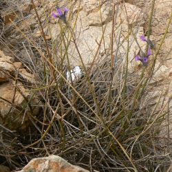 Lavandula rejdalii