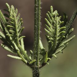 Lavandula tenuisecta Coss.