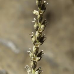 Lavandula tenuisecta Coss.