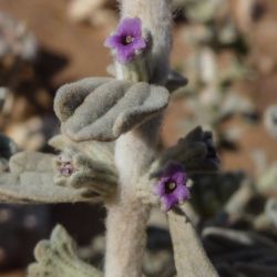 Marrubium deserti