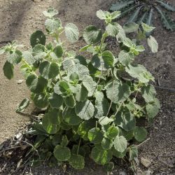 Marrubium echinatum