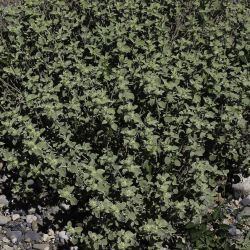 Marrubium multibracteatum subsp. ayachicum